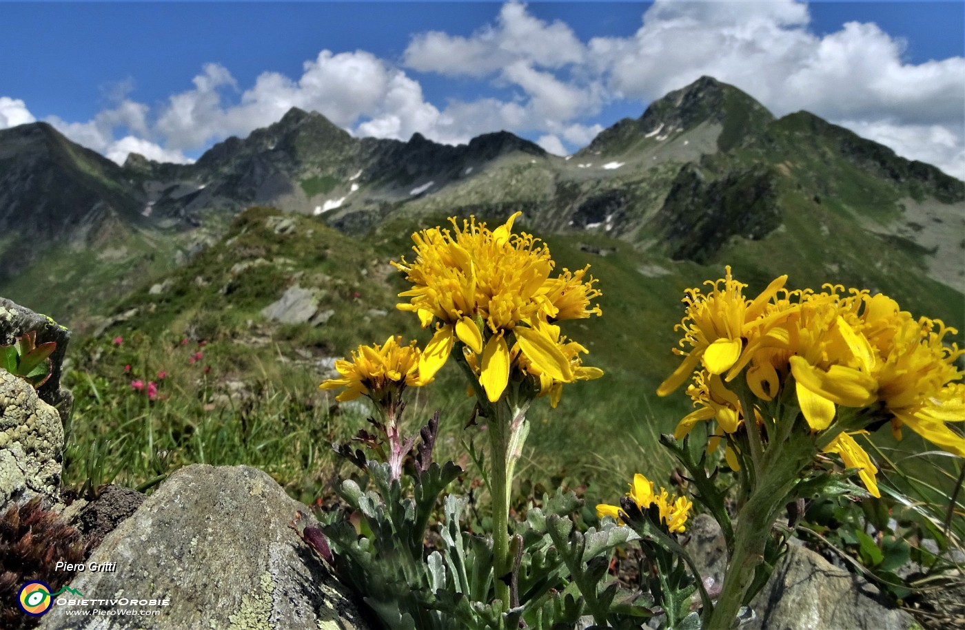 65 Bei fiori gialli con vista verso Cima Cadelle dal sent. 201 al Passo di Tartano.JPG -                                